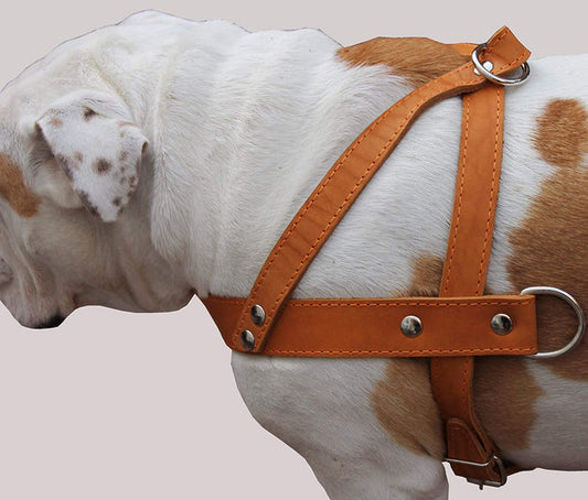 Tan Leather Dog Pulling Walking Harness Large. 31"-35" Chest, 1.5" Wide Straps