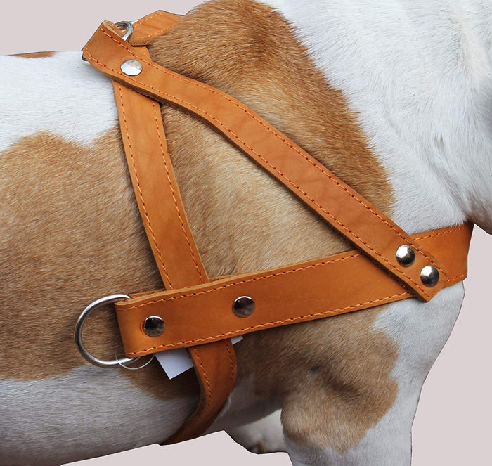 Tan Leather Dog Pulling Walking Harness Large. 31"-35" Chest, 1.5" Wide Straps