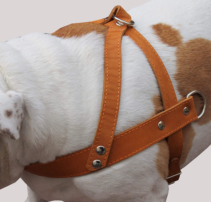 Tan Leather Dog Pulling Walking Harness Large. 31"-35" Chest, 1.5" Wide Straps