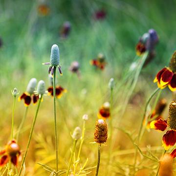 Wildflower Dreams II