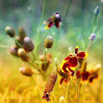 Wildflower Dreams